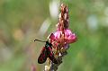 zygaena sulla lupinella